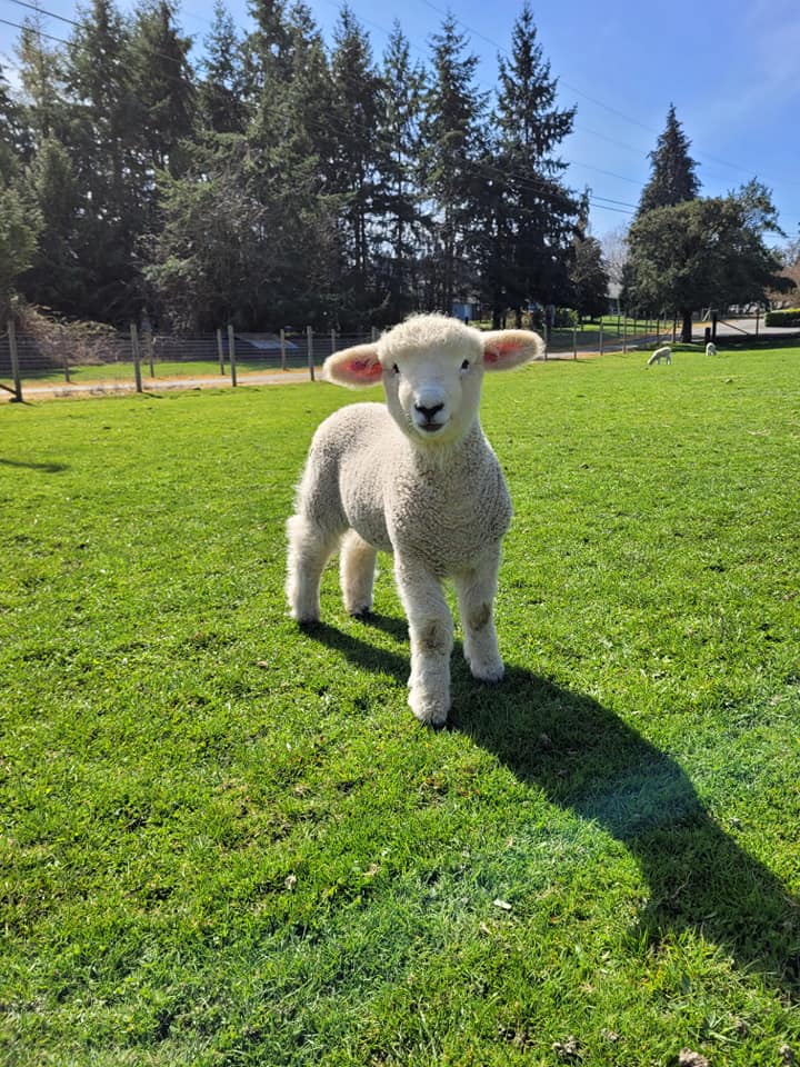 "Fred" as a lamb
